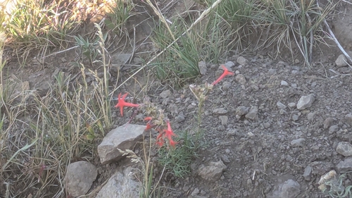 Scarlet Gilia
