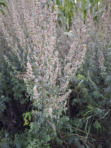 common mugwort