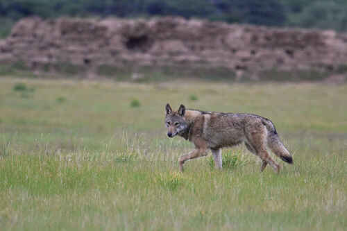 Gray Wolf