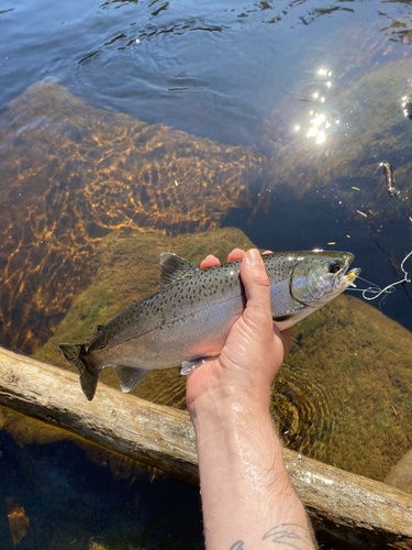 Coho Salmon