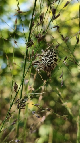 Cross Orbweaver