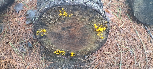 Orange Jelly Spot