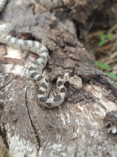 Cat Snake