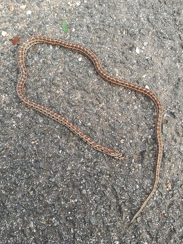 European Ratsnake