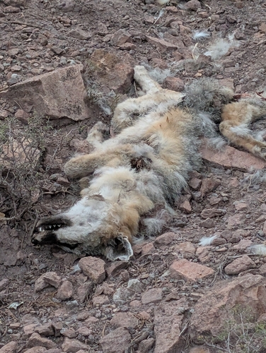 Coyote