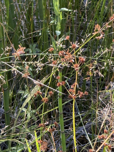 iNaturalist observation photo of Rushes