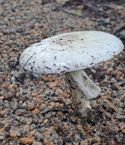 Eastern North American Destroying Angel