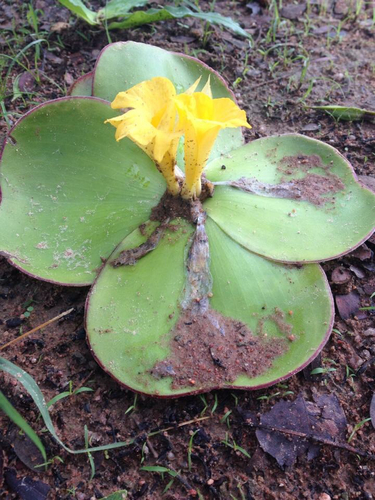 Costus spectabilis