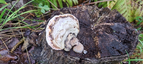 Ganoderma megaloma