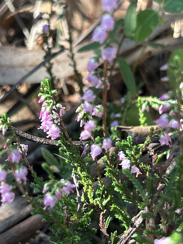 common heather
