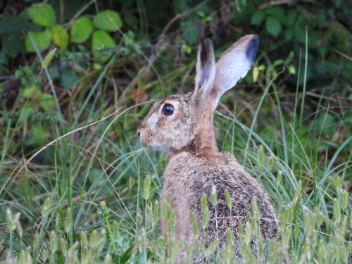 Brown Hare