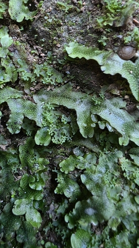 Snakewort