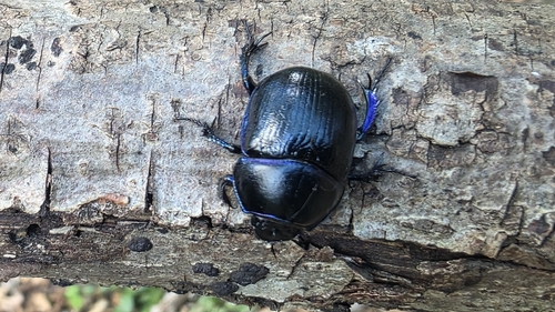 Woodland Dor Beetle
