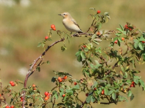Northern Wheatear