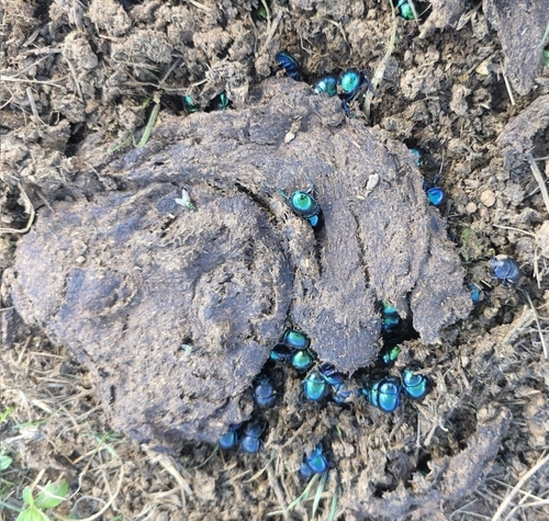 Springtime Dung Beetle