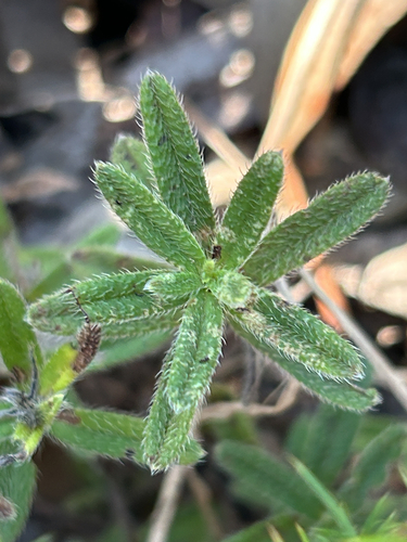 creeping gromwell