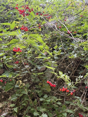 bittersweet nightshade