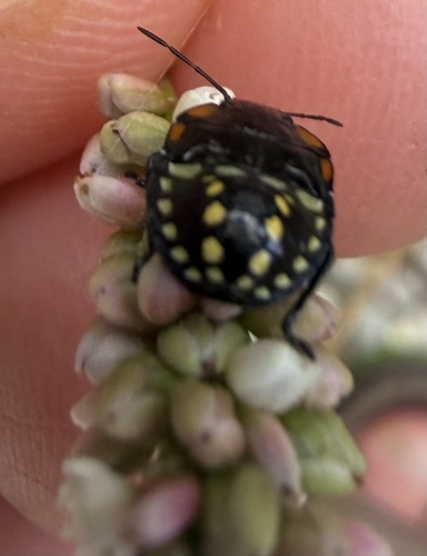 Southern Green Stink Bug