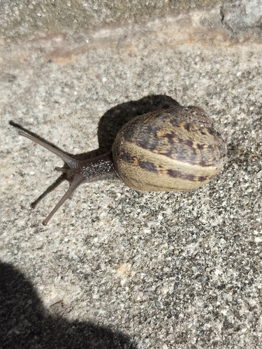Garden Snail