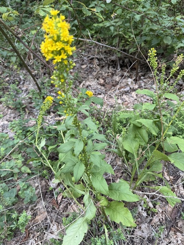European goldenrod