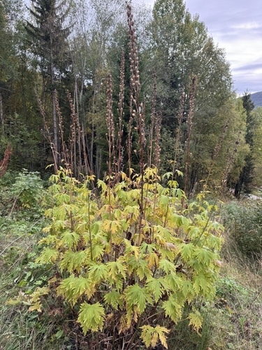 Northern Wolfsbane