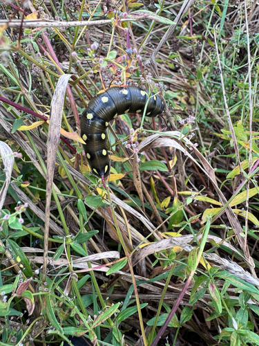 Bedstraw Hawkmoth