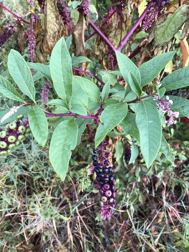 American pokeweed