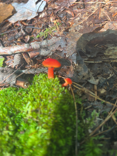 Vermilion Waxcap