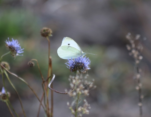 Small White