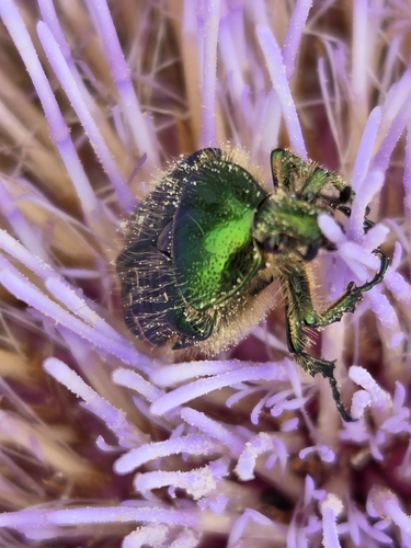 European Rose Chafer