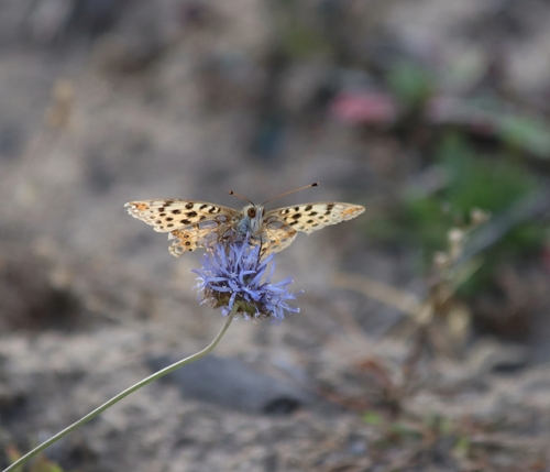 Queen of Spain Fritillary