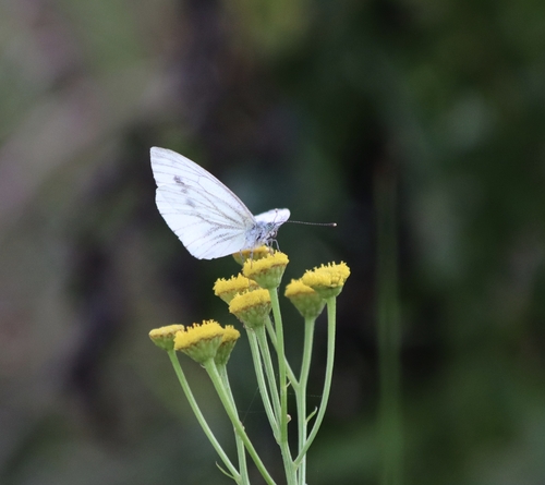Green-veined White