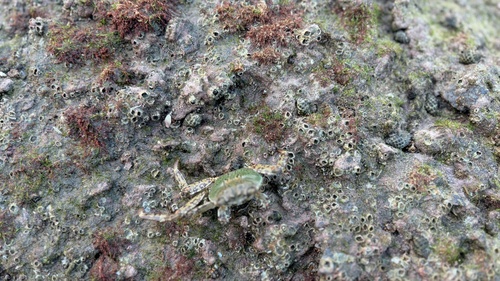 Mottled Lightfoot Crab