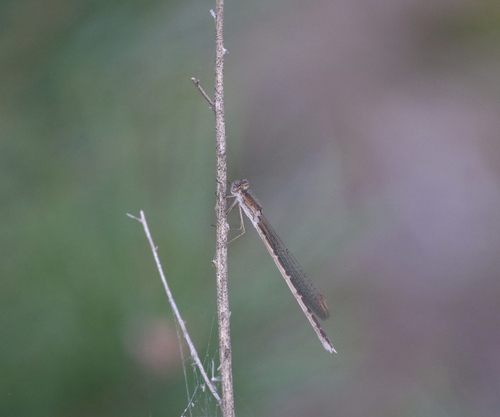 Siberian Winter Damsel