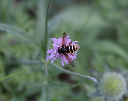 Yellow-barred Peat Hover Fly