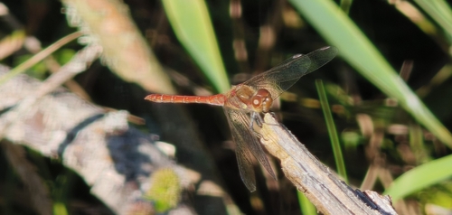 Common Darter