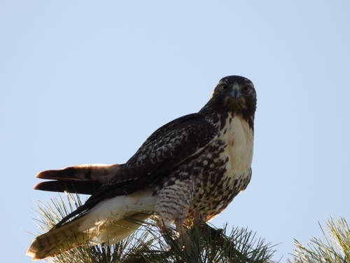 Red-tailed Hawk