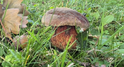 Lurid Bolete