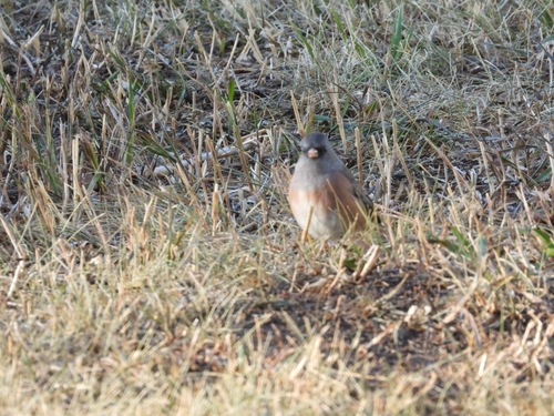 Dark-eyed Junco