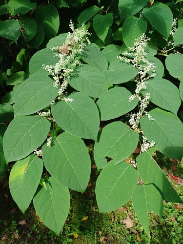 Japanese knotweed