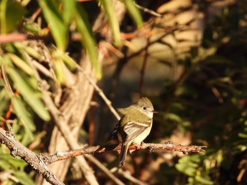 Hammond's Flycatcher