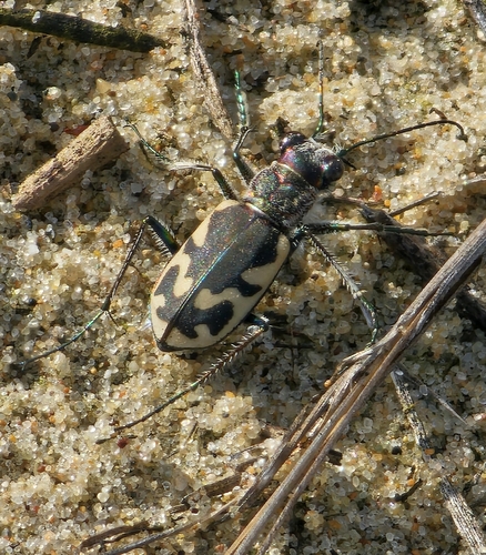 Eastern Sand Tiger Beetle