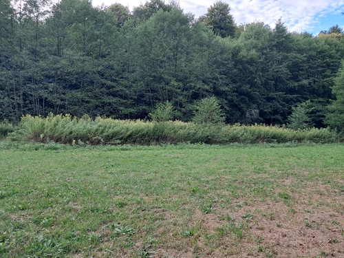 giant goldenrod