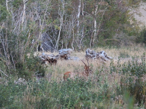 Wapiti