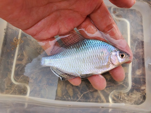 Giant Chinese Bitterling