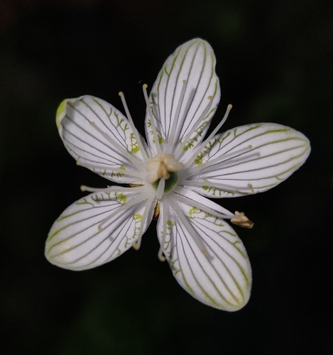 bigleaf grass-of-parnassus