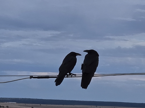 American Crow