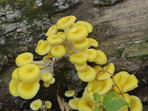 Golden Oyster Mushroom