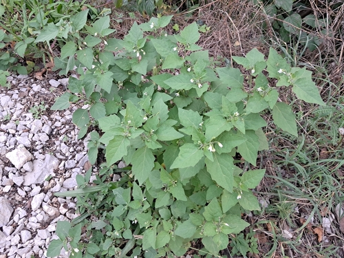black nightshade