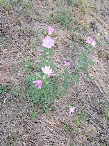 musk mallow